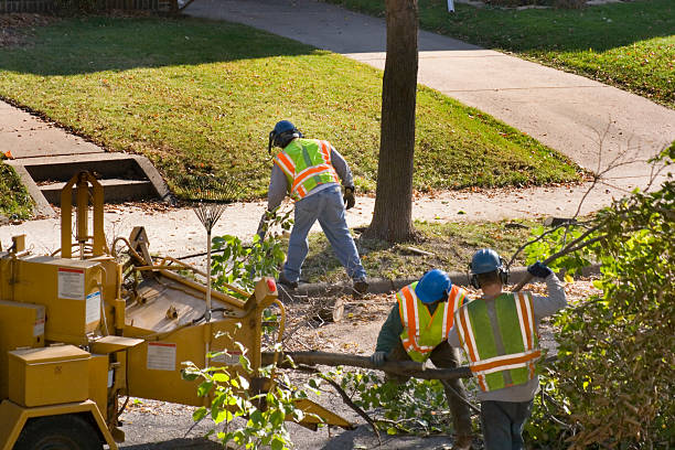 Professional Tree Service in Brownsville, FL